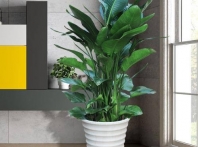 九江植物租摆