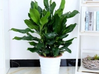 九江绿植租赁