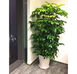 绿宝