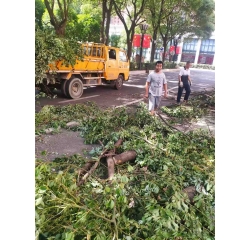 绿化养护