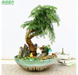绿植盆栽租赁