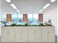 小型绿植租赁