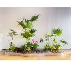 南昌植物租摆