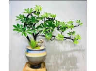 鸭脚木