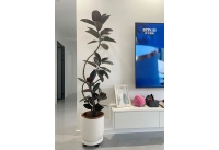 网红绿植