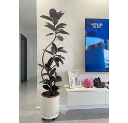 橡皮树