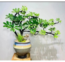 鸭脚木