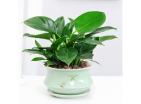 南昌盆栽绿植租赁