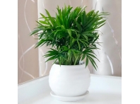 南昌植物租摆费用