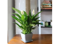 南昌植物花卉租赁