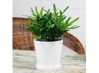 南昌小型绿植租赁