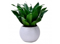 南昌绿植盆栽出租