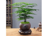 南昌绿植租赁价格