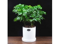 小型绿植租赁养护