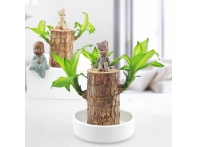 南昌商场绿植租赁