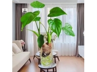 南昌办公室绿化租赁