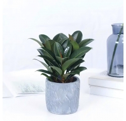 南昌植物租摆公司