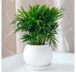 南昌植物租摆费用