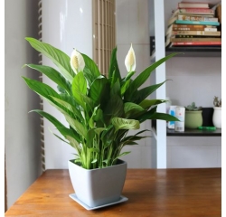 南昌植物花卉租赁