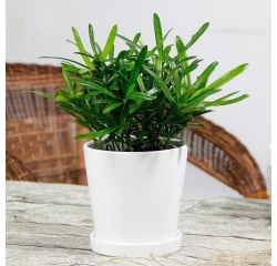 南昌小型绿植租赁