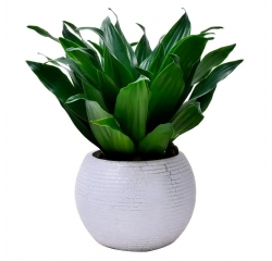 南昌绿植盆栽出租