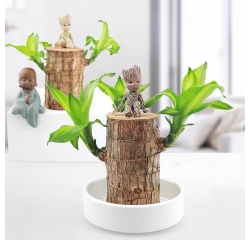 南昌商场绿植租赁