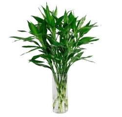 小型水培绿植花卉