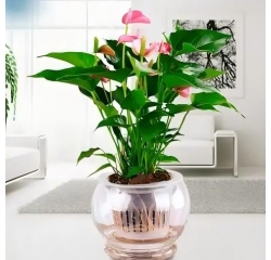 办公室水培绿植